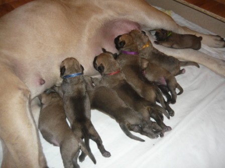 VRH B, nar. 21.02.2011, M: Komtessa Ha-Szani Vendy, O: JCH CZ, CH CZ, GrCH CZ, CH PL Bullstiff-Nostra Caesar II.
