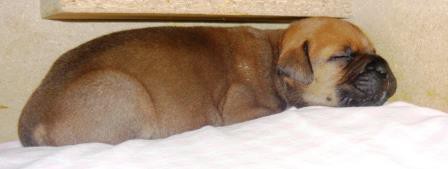 VRH C, nar. 29.01.2015, M: Dorothy Of The Dave-N Dogs, O: JCH CZ, CH CZ, GrCH CZ, CH PL Bullstiff-Nostra Caesar II.