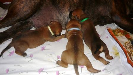 VRH D, nar. 19.08.2015, M: Dorothy Of The Dave-N Dogs, O: JCH CZ, CH CZ, GrCH CZ, CH PL Bullstiff-Nostra Caesar II.