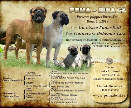 VRH E, nar. 1.5.2018, M: Guinevere Bohemia Tara, O: CH CZ Draco Puma-Bull
